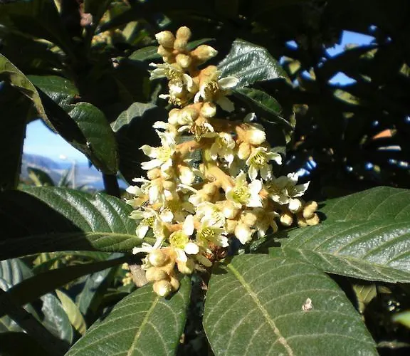 El Lagar De Piedra Vakantiehuis San Juan de la Rambla