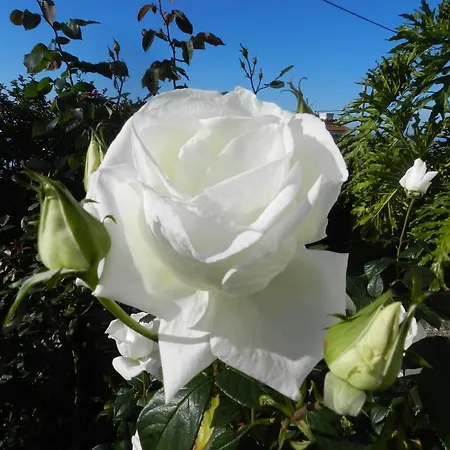 El Lagar De Piedra בית נופש