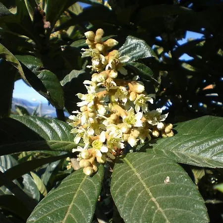 El Lagar De Piedra בית נופש San Juan de la Rambla